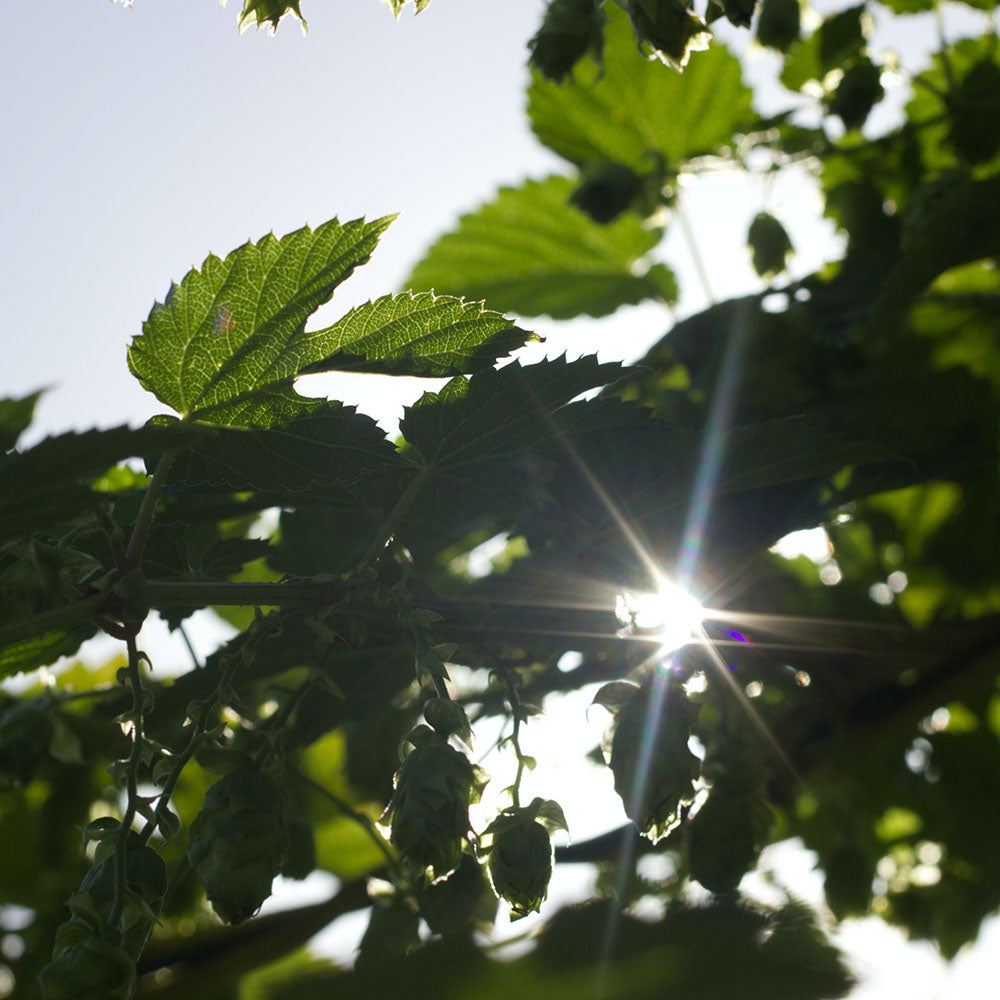 FAM Brands Receives Sustainability Award – Again!